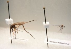 giant-mosquito-e1362759322557