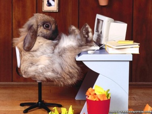 funny-wallpapers-rabbit-at-work
